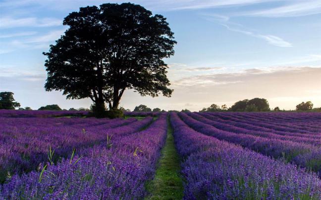 Lavender Wallpapers