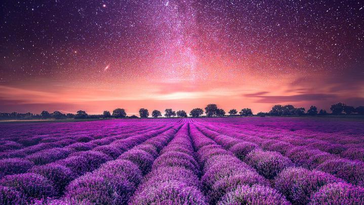 Lavender Field HD Wallpaper | Background Image | 3363x1892