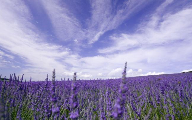 Lavender Wallpapers