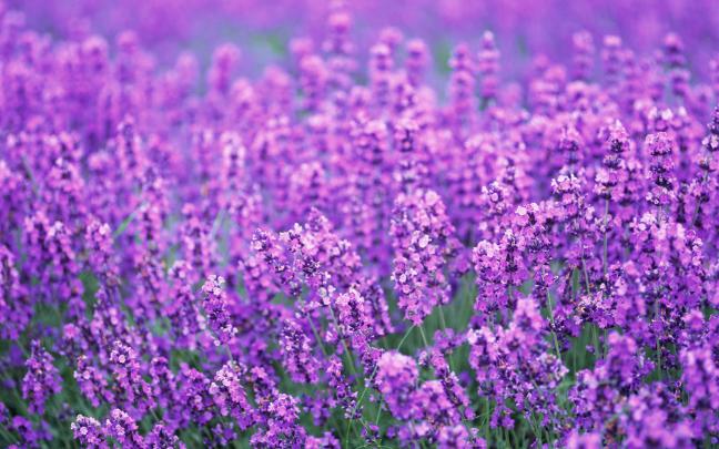 Lavender Flowers Desktop Background - Wallpaper, High Definition, High 