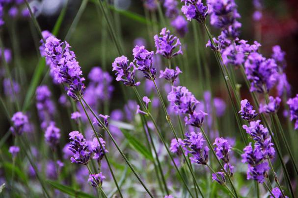 Lavender Wallpaper For Computer