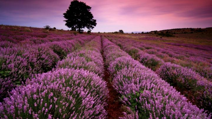 Lavender Desktop Backgrounds - Wallpaper, High Definition, High Quality 