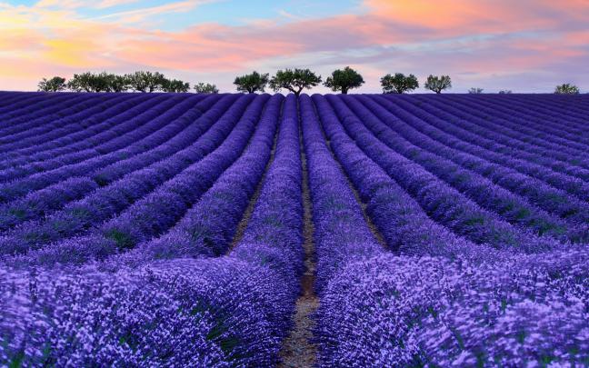 nature, Colorful, Photography, Lavender Wallpapers HD \/ Desktop and 