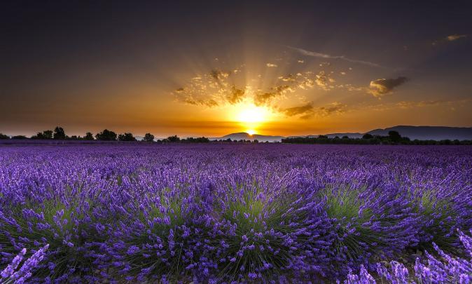 Lavender HD Wallpaper | Background Image | 2048x1230