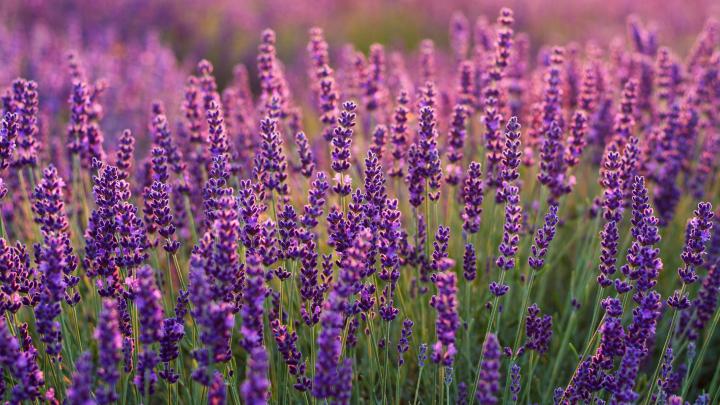 Purple Lavender Forest Wallpapers