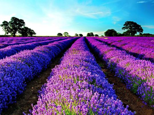 Lavender Wallpapers