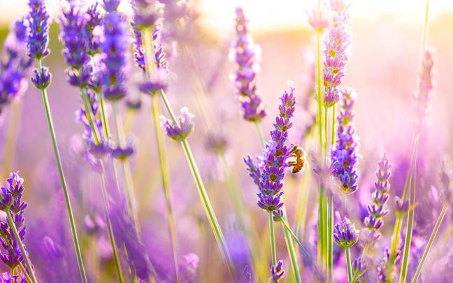 Lavender Desktop Wallpaper -
