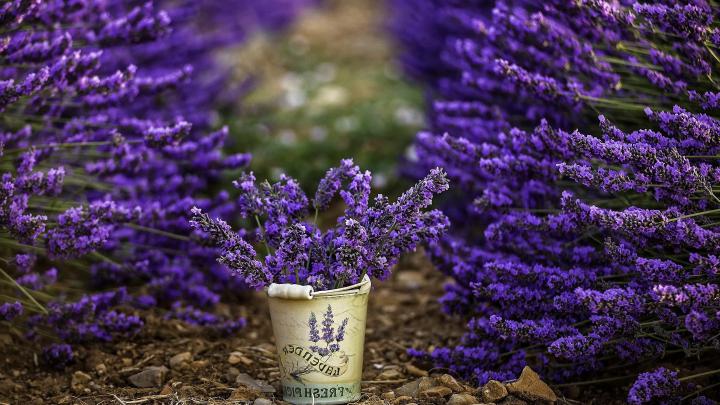 Download Free Lavender Flower Backgrounds