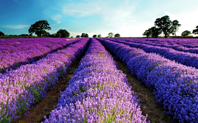 HD Lavender Flower Backgrounds