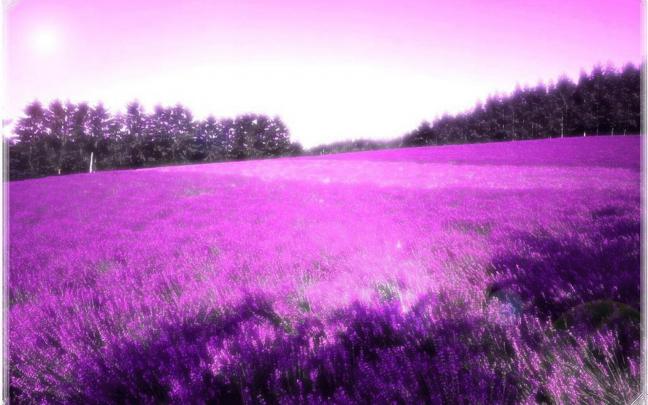 Lavender Wallpapers