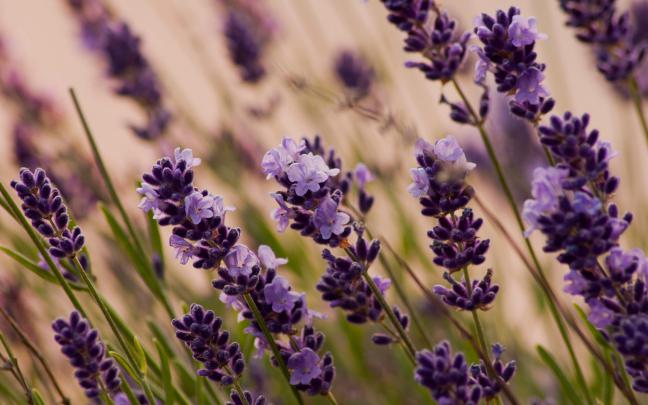 [45+] Lavender Desktop Wallpaper 
