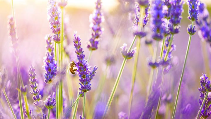 Lavender Desktop Wallpapers - Top Free Lavender Desktop Backgrounds 