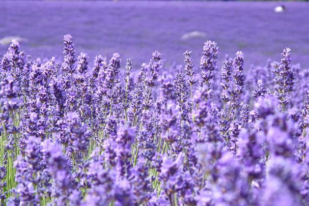 HD Lavender Flower Backgrounds