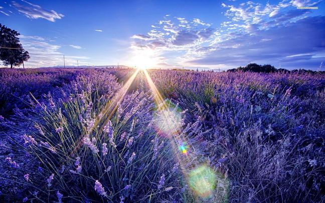 Lavender Wallpapers
