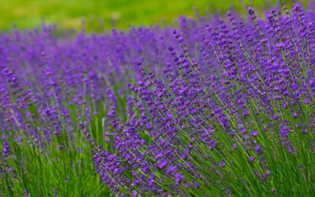 [40+] Lavender Fields Desktop Wallpaper 