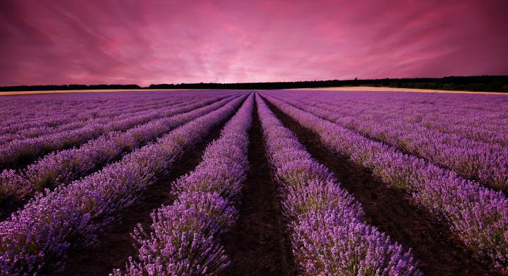 Lavender Wallpapers Images Photos Pictures Backgrounds