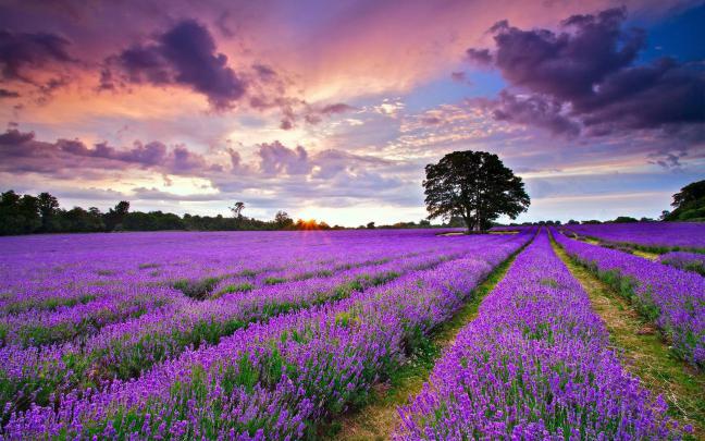 Best 52+ Lavender Wallpaper on HipWallpaper | Lavender Flower Wallpaper 