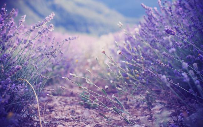 Lavender Wallpapers