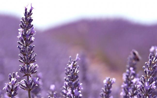 Lavender Wallpapers