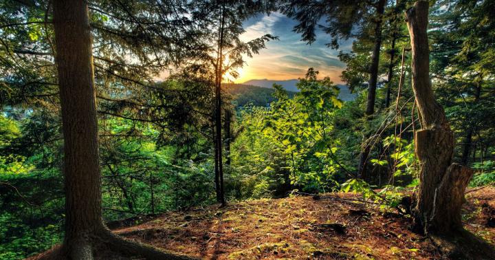 19 Dynamic Pc Wallpaper 1920x1080 Forest HD