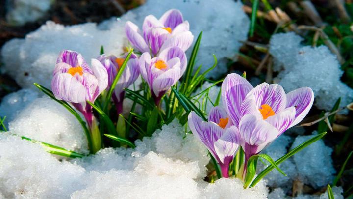 Spring Flowers Desktop Wallpaper