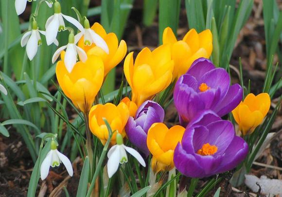 Spring Flowers Wallpapers
