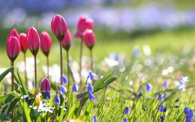 Spring Flowers Background Desktop \u00b7\u2460 