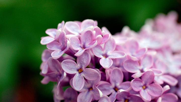 Wallpapers Spring Flowers