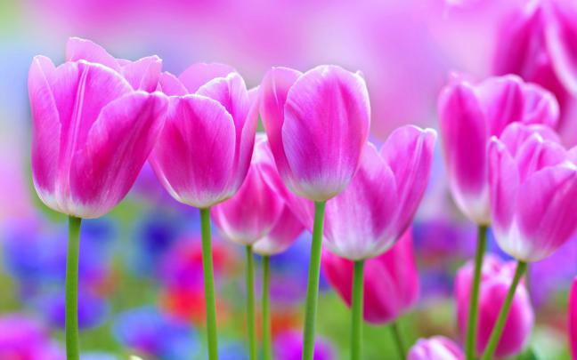tulips, , Flowers, , Garden, , Landscape, , Love, , Nature, , Romantic 