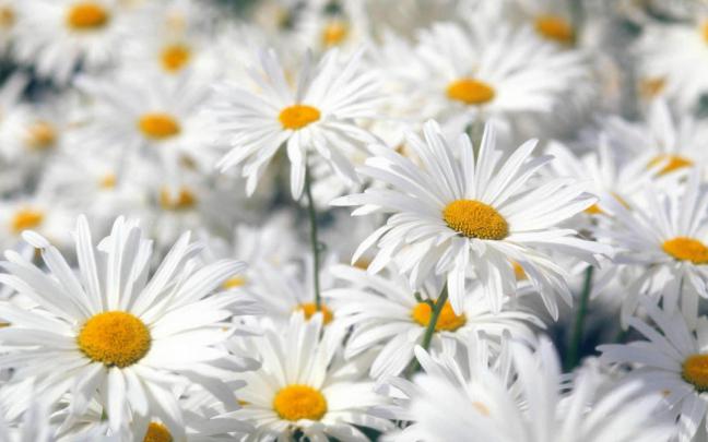 wallpapers: Spring Flowers Wallpapers