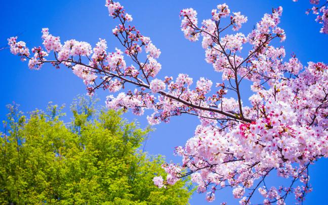 STAR HD PHOTOS: Spring Flowers HD Wallpapers