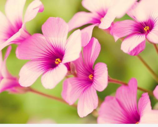 Pink spring flowers - beautiful season Wallpaper Download 1280x1024