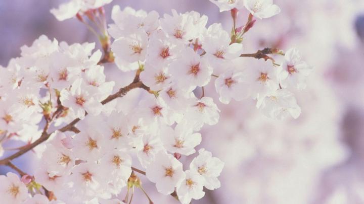 Wallpapers Spring Flowers