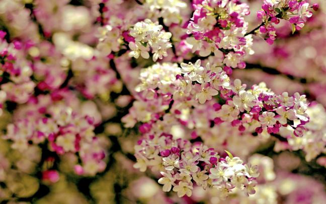 Spring Flowers HD Wallpapers