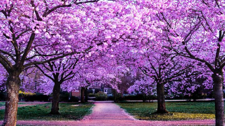 Cherry Blossom Trees 4K Wallpaper, Purple Flowers, Pathway, Park 