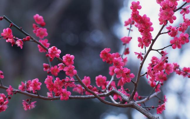branches flowers pink spring nature - HD Desktop Wallpapers