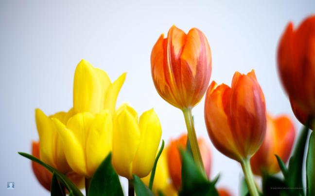 Free Spring Flowers Wallpapers