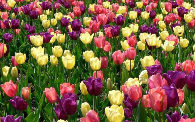 Wallpapers Spring Flowers