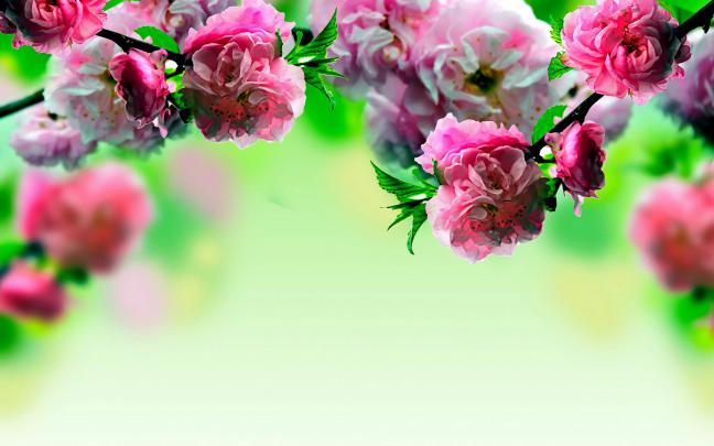 Spring Flowers 1366x768 Wallpapers