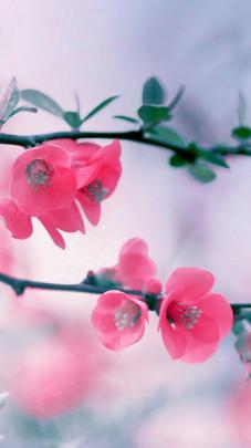 Spring Flowers 2020 Wallpapers