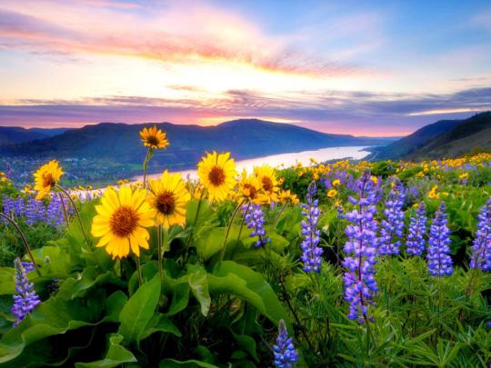 Spring Flowers Mountain Lake Hills Red Cloud Sunset Hd Desktop 