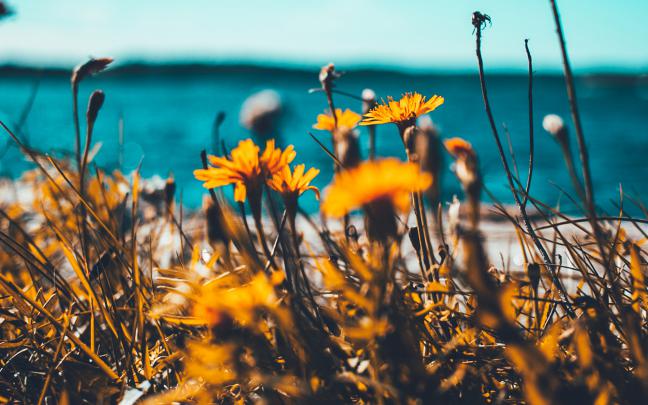 nu64-flower-summer-spring-nature-wallpaper