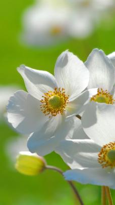 Free Download Spring Flower 2013 iPhone 5 HD Wallpapers | Free HD 