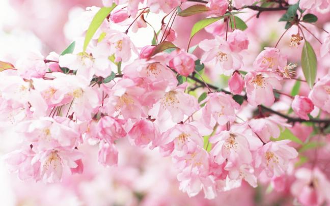 Sakura Spring Flowers Wallpaper | Wallpup.com