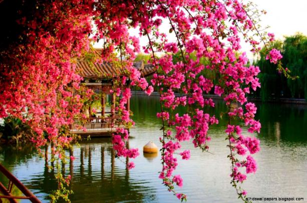 Popular Spring Flowers Wallpaper | All HD Wallpapers