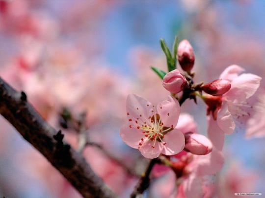 Spring Desktop Backgrounds Wallpapers