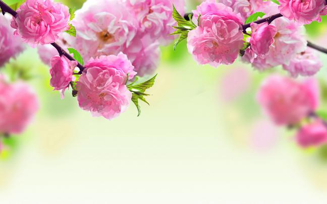 Flowers Background Wallpapers \u00b7\u2460 