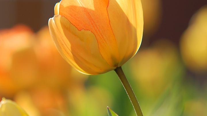 wallpaper for desktop, laptop | nz42-flower-spring-tulip-orange-nature