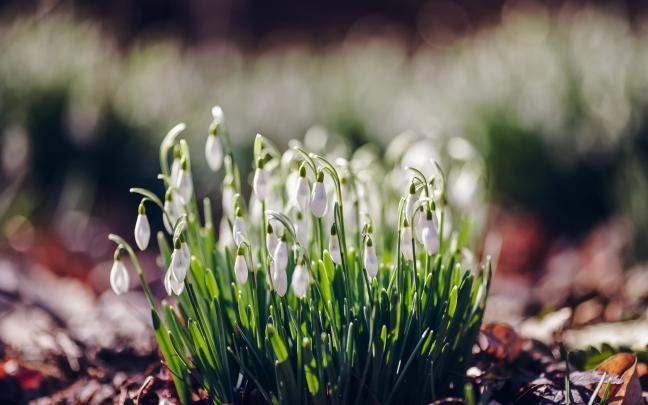 snowdrops spring flowers - HD Desktop Wallpapers