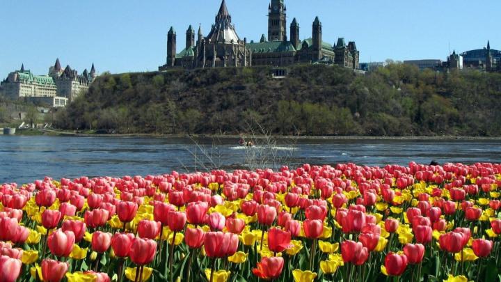 Spring Tulips Wallpaper (61+ images)